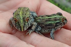 Pyxicephalus adspersus