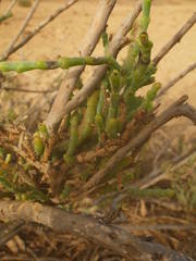 Arthrocaulon macrostachyum