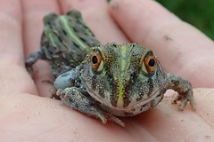 Pyxicephalus adspersus