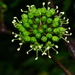 Aralia armata - Photo (c) jodyhsieh, some rights reserved (CC BY-NC)