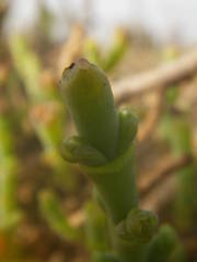 Arthrocaulon macrostachyum