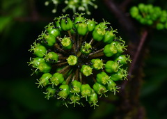 Aralia armata