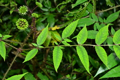 Aralia armata