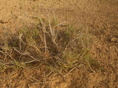 Arthrocaulon macrostachyum