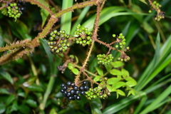 Aralia armata