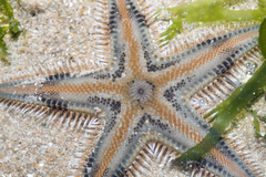 Astropecten indicus