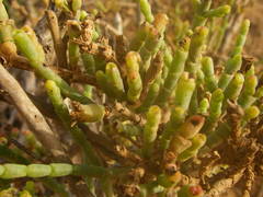 Arthrocaulon macrostachyum