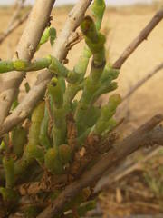 Arthrocaulon macrostachyum