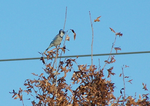 Blue Jay photographed in Illinois