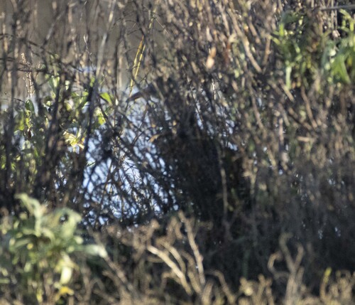 Ridgway's Rail (Rallus obsoletus), photo 3