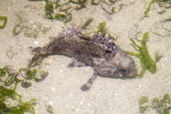 Centrogenys vaigiensis