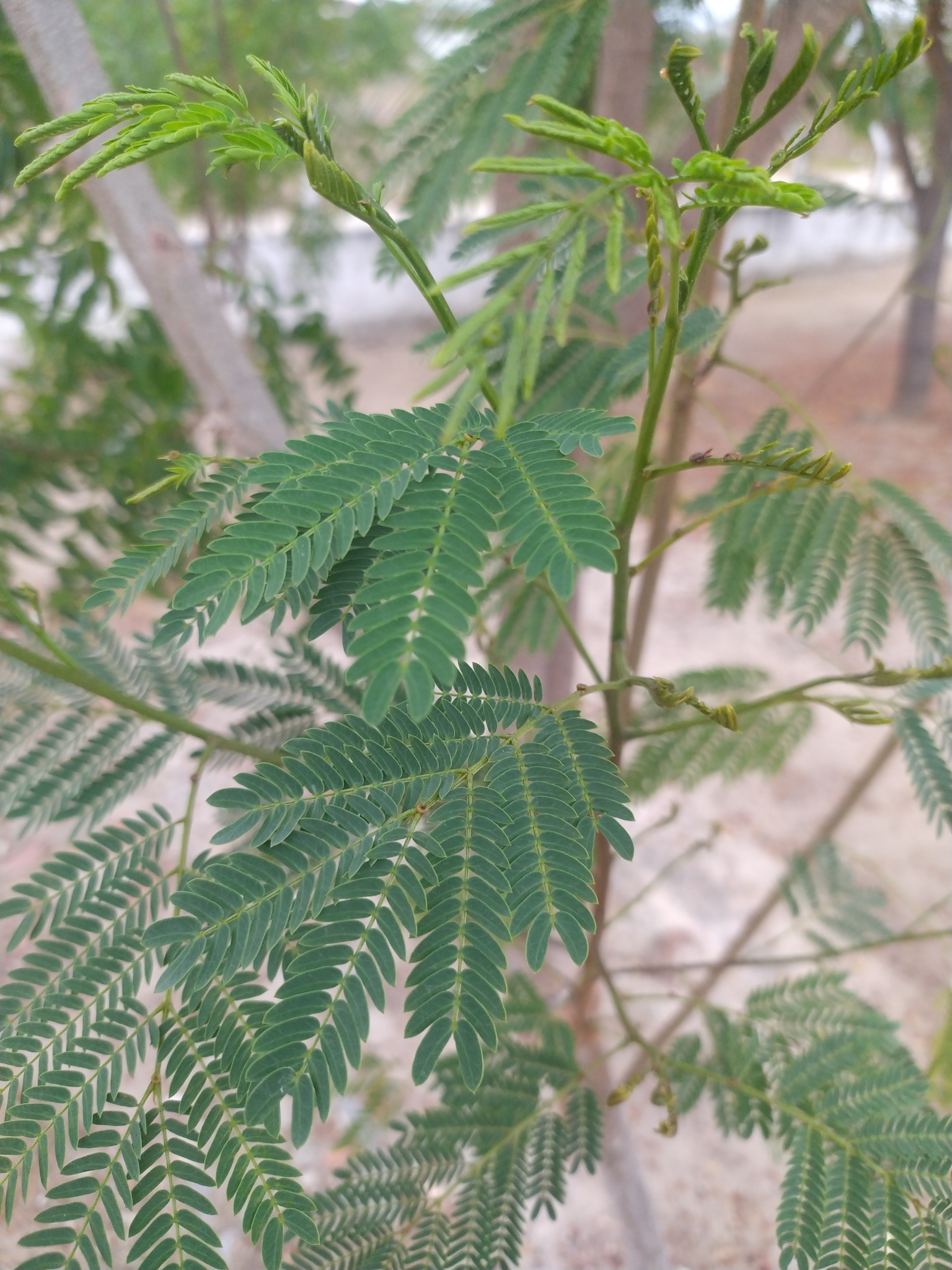 Leucaena leucocephala
