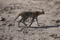 Leptailurus serval lipostictus