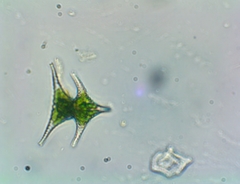 Staurastrum anatinum