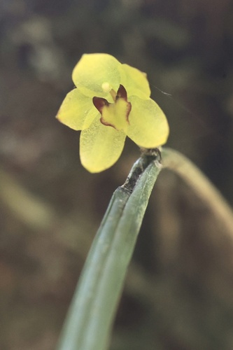 Octomeria alexandri