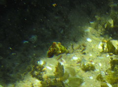 Anampses caeruleopunctatus