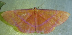 Eumelea florinata