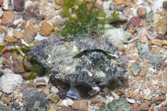 Pseudopaguristes monoporus