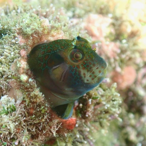Barnacle blenny (Hypsoblennius brevipinnis) — Blenniidae
