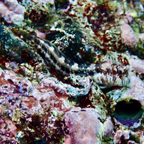 Notchfin Blenny (Entomacrodus chiostictus)