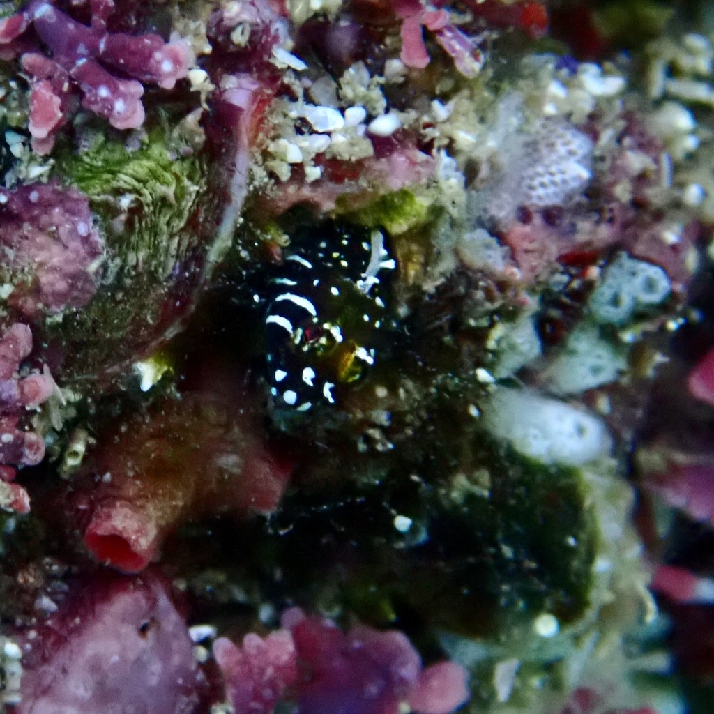Barcheek blenny (Coralliozetus boehlkei) — Chaenopsidae