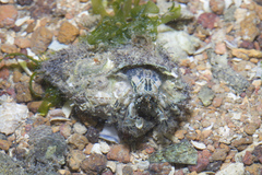 Pseudopaguristes monoporus