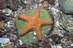 Aquilonastra coronata