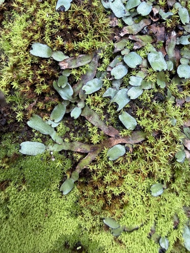 Targionia hypophylla observed 2026-01-17
