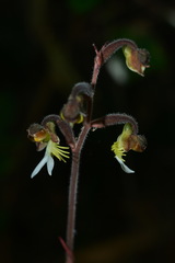 Anoectochilus formosanus
