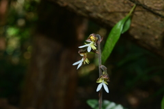 Anoectochilus formosanus