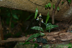 Anoectochilus formosanus