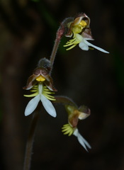 Anoectochilus formosanus