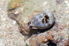 Purpuradusta gracilis