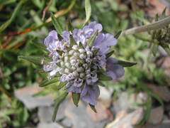 Scabiosa lacerifolia