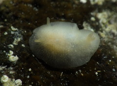 Conualevia marcusi
