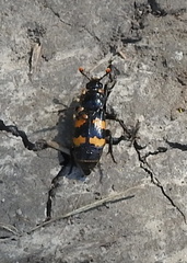 Nicrophorus interruptus
