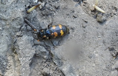 Nicrophorus interruptus