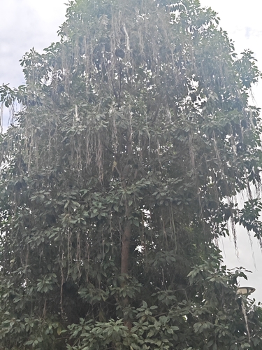 Catalpa longissima observed 2026-01-20