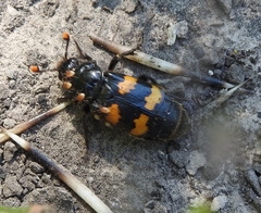 Nicrophorus interruptus