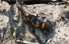 Nicrophorus interruptus
