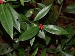 Wikstroemia ridleyi