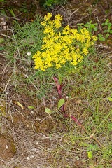 Cachrys sicula