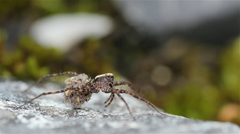 Pardosa
