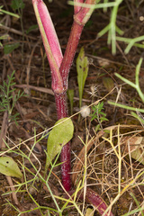 Cachrys sicula