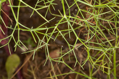 Cachrys sicula