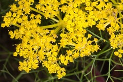 Cachrys sicula