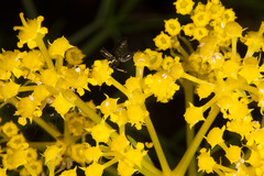 Cachrys sicula