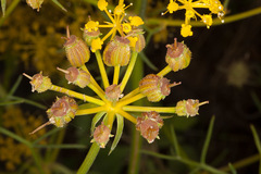 Cachrys sicula