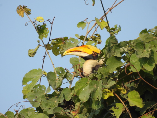 Great Hornbill