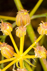 Cachrys sicula